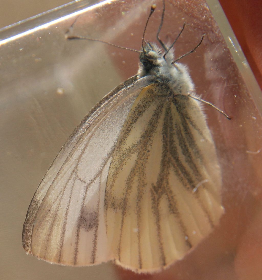 Pieris bryoniae o napi?  P. napi